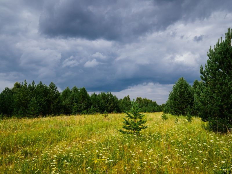 Acreage Clearing in Houston, TX